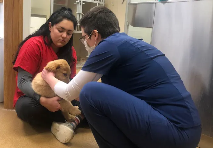 Oskaloosa Small Animal Veterinary Clinic Picture 7