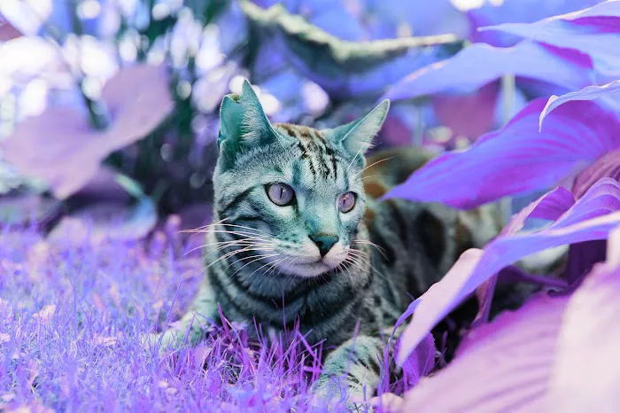 Mahaska Veterinary Clinic Picture 1