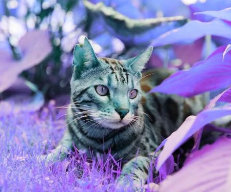 Mahaska Veterinary Clinic