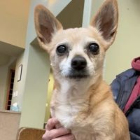 Highland Park Animal Hospital ico