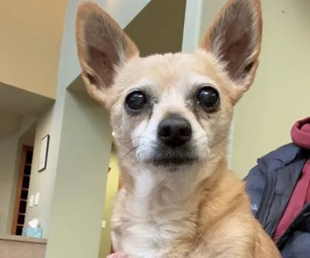 Highland Park Animal Hospital