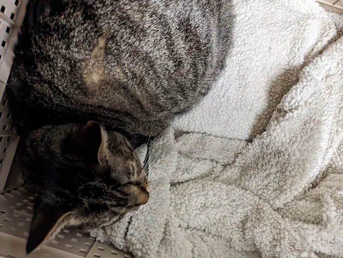 Highland Park Animal Hospital Picture 7