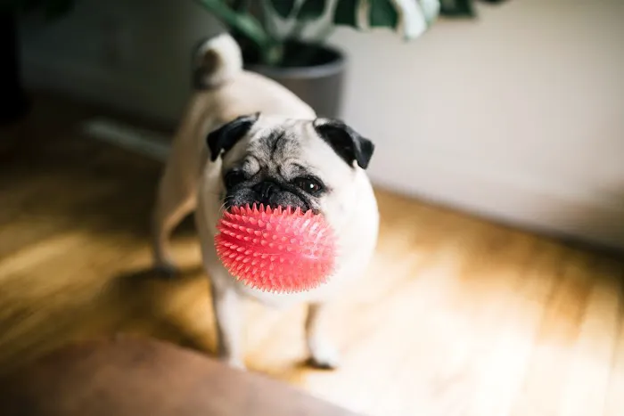 Highland Park Animal Hospital Picture 9