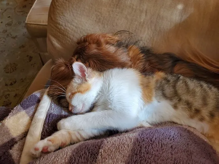 Highland Park Animal Hospital Picture 8