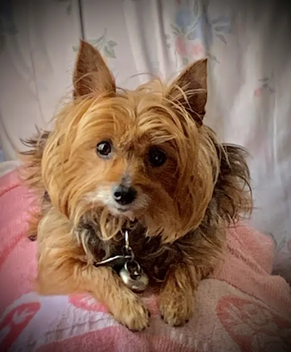 Highland Park Animal Hospital Picture 10