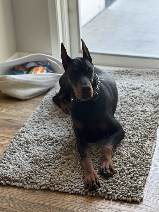 Low Cost Spay Clinic Picture 1