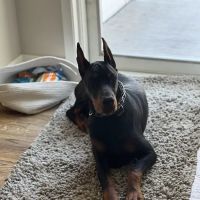 Low Cost Spay Clinic ico