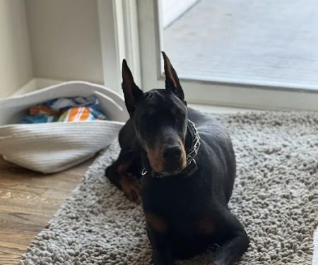 Low Cost Spay Clinic