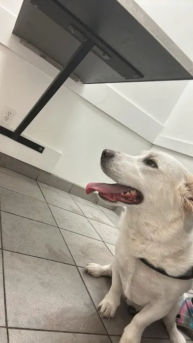 Low Cost Spay Clinic Picture 4