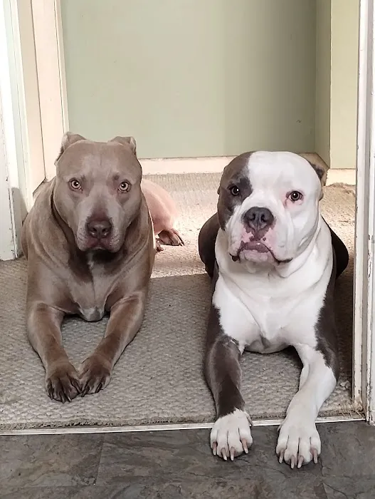 Low Cost Spay Clinic Picture 5