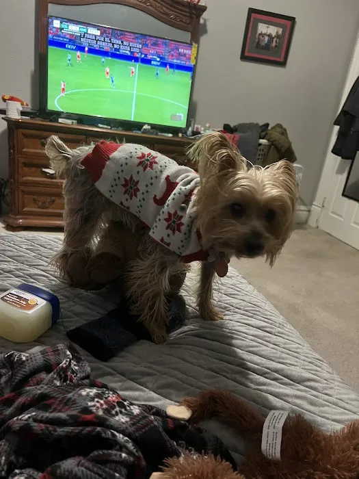 Low Cost Spay Clinic Picture 2