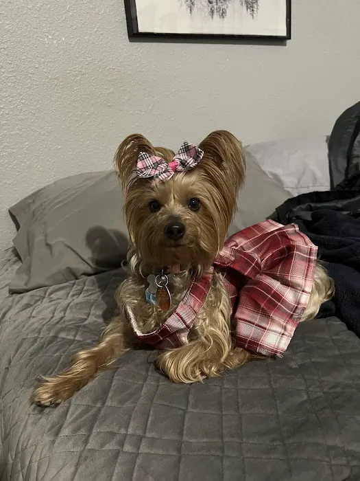 Low Cost Spay Clinic Picture 6