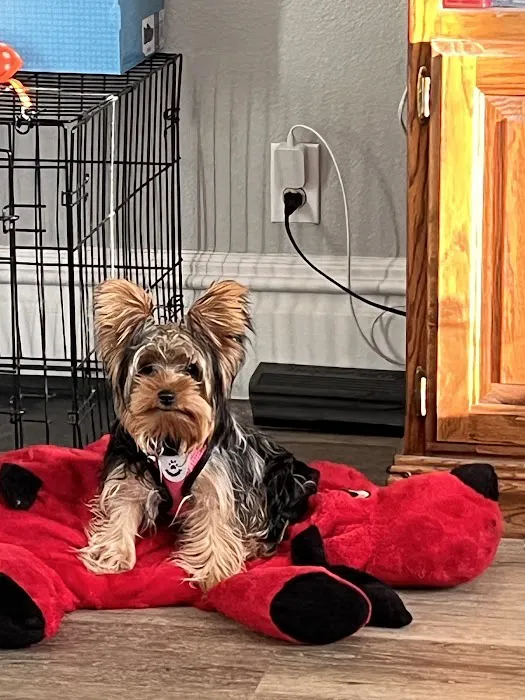 Low Cost Spay Clinic Picture 3