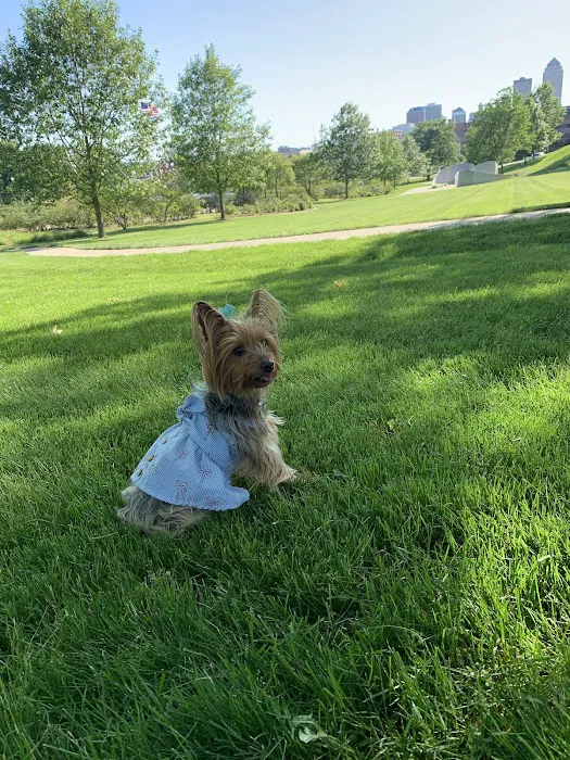 Low Cost Spay Clinic Picture 7