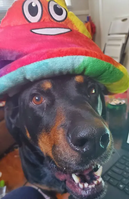 Low Cost Spay Clinic Picture 8