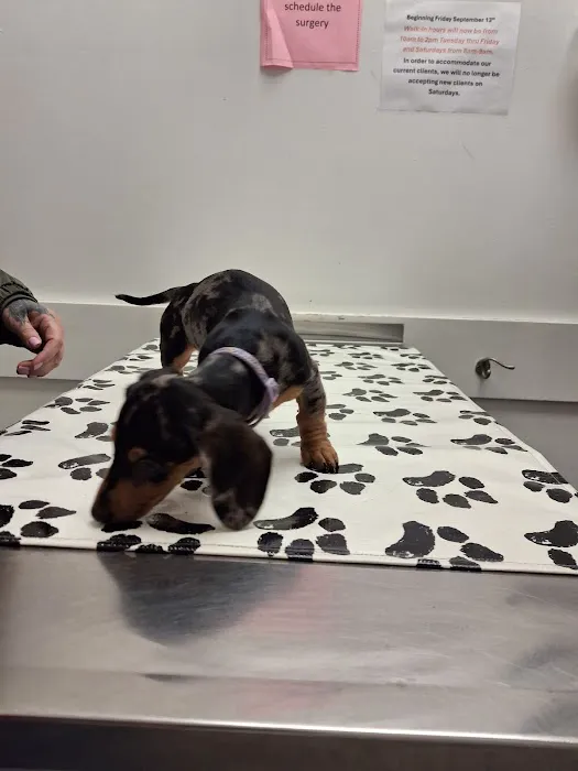 Low Cost Spay Clinic Picture 10