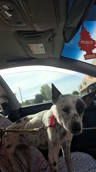 Low Cost Spay Clinic Picture 9