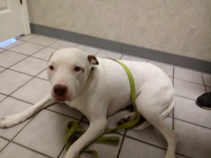 All-Pets Hospital: Berge Kathy DVM Picture 3