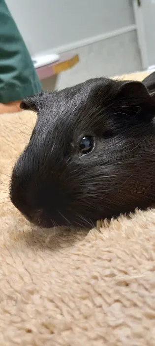 All-Pets Hospital: Berge Kathy DVM Picture 7