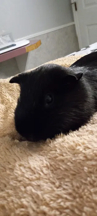 All-Pets Hospital: Berge Kathy DVM Picture 6