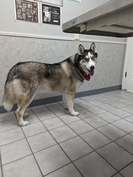 All-Pets Hospital Picture 1