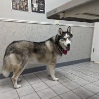 All-Pets Hospital ico