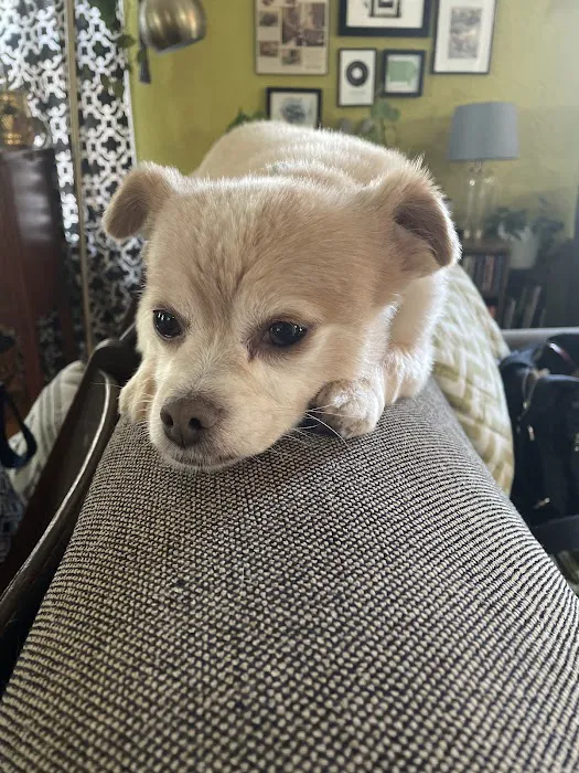 All-Pets Hospital Picture 8