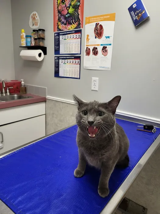 All-Pets Hospital Picture 10