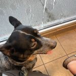 Afford-A-Care Pet Hospital