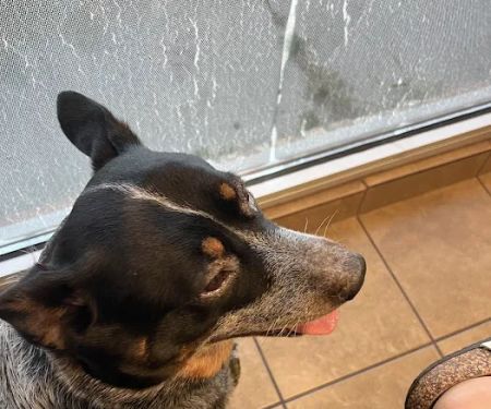 Afford-A-Care Pet Hospital