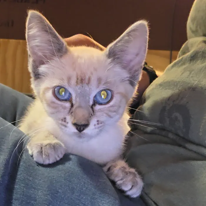 Afford-A-Care Pet Hospital Picture 7