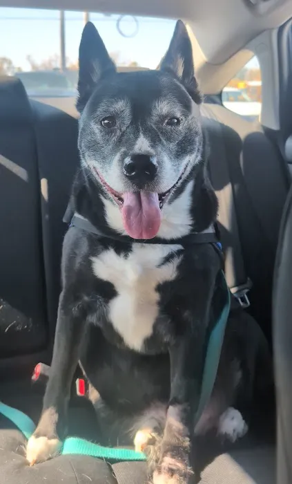 Afford-A-Care Pet Hospital Picture 2