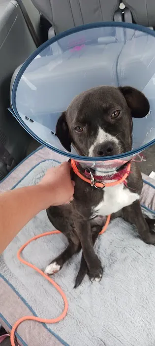 Afford-A-Care Pet Hospital Picture 6