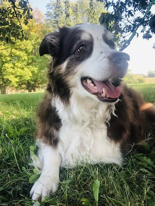 Mac Rae Park Animal Hospital Picture 5