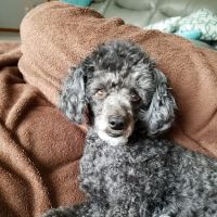 Mac Rae Park Animal Hospital ico