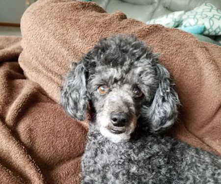 Mac Rae Park Animal Hospital