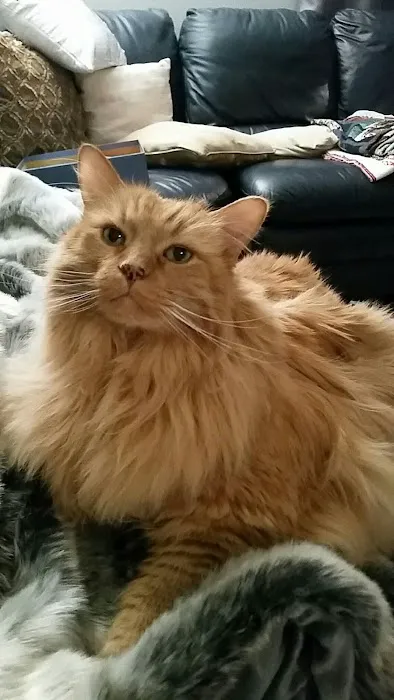 Mac Rae Park Animal Hospital Picture 4