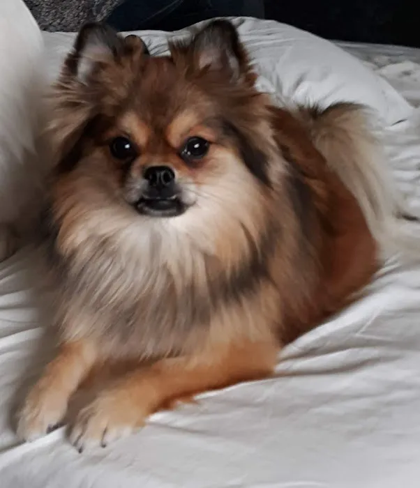 Oaks Veterinary Clinic Picture 3