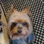 Oaks Veterinary Clinic