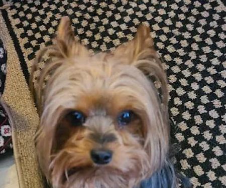 Oaks Veterinary Clinic