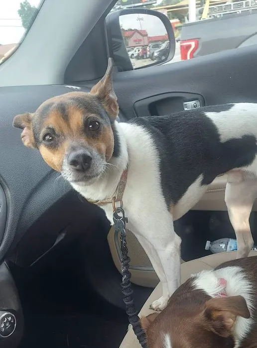 Oaks Veterinary Clinic Picture 4