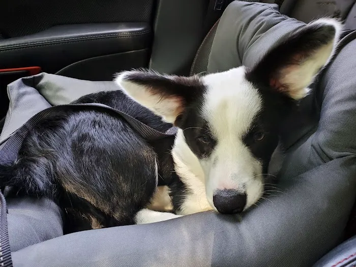 Oaks Veterinary Clinic Picture 7