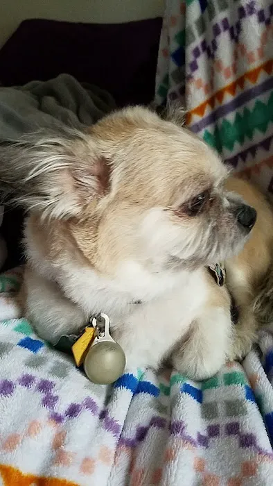 Oaks Veterinary Clinic Picture 8