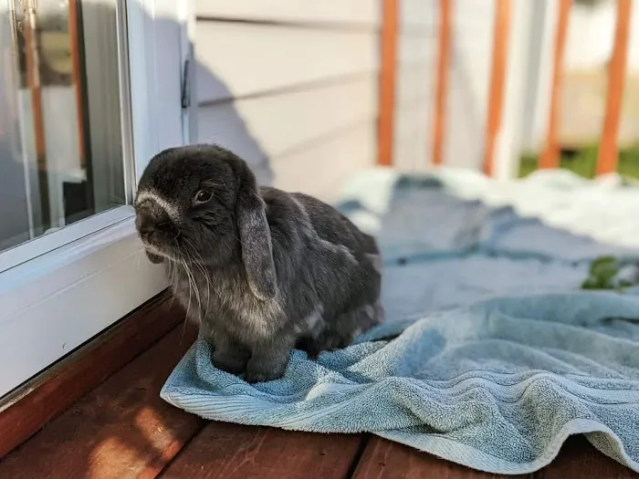 Oaks Veterinary Clinic Picture 9