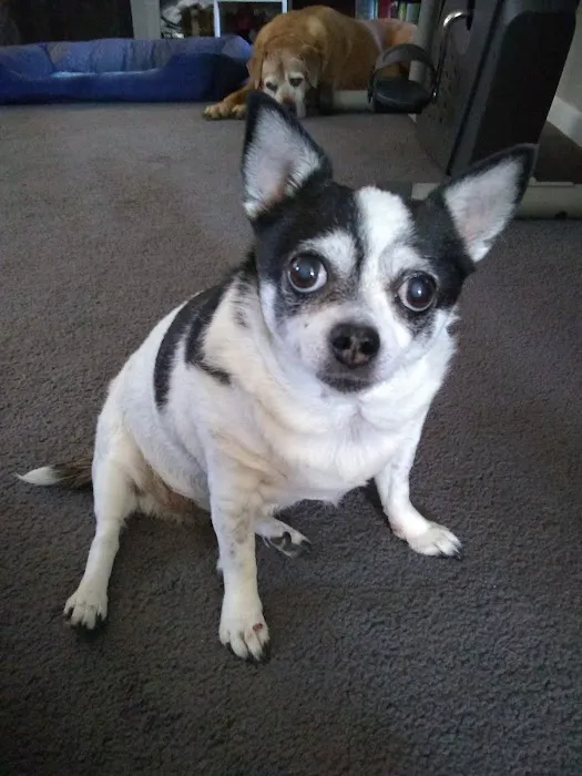 Oaks Veterinary Clinic Picture 6