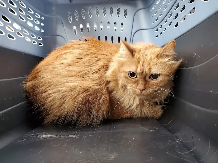 Oaks Veterinary Clinic Picture 5