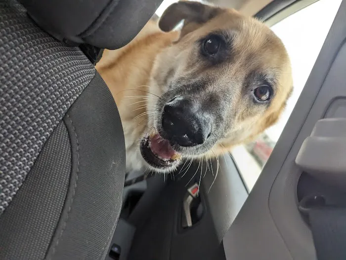 Carlisle Veterinary Clinic Picture 6