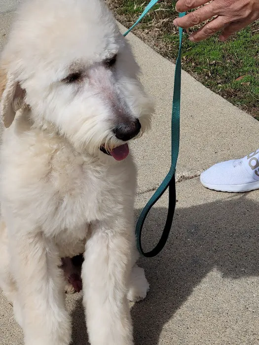 VCA Avondale Veterinary Hospital Picture 2