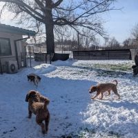 VCA Avondale Veterinary Hospital ico