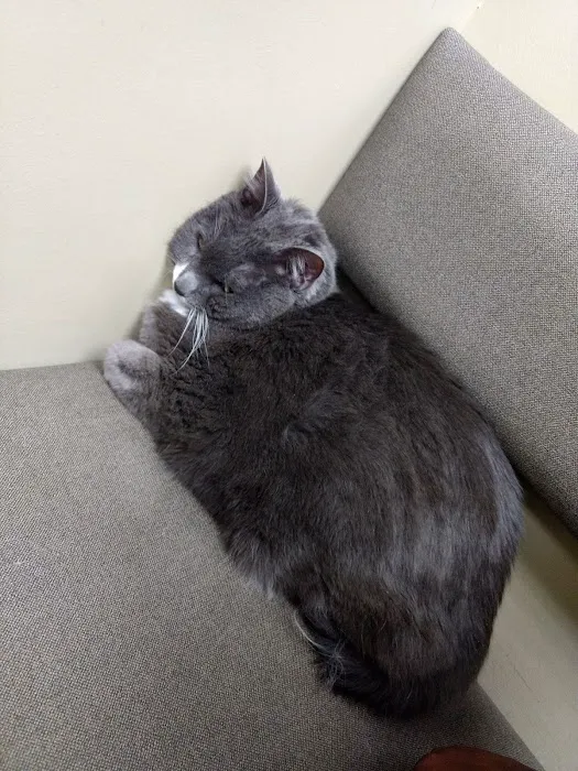 VCA Avondale Veterinary Hospital Picture 6